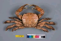 藏品(字紋弓蟹)的圖片